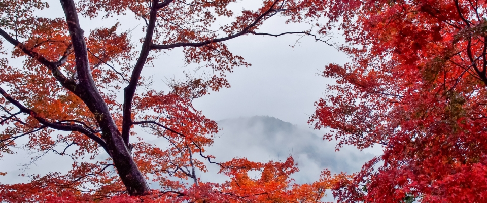 JFGのホームページへようこそ