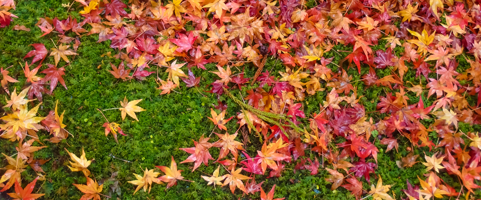 JFGのホームページへようこそ